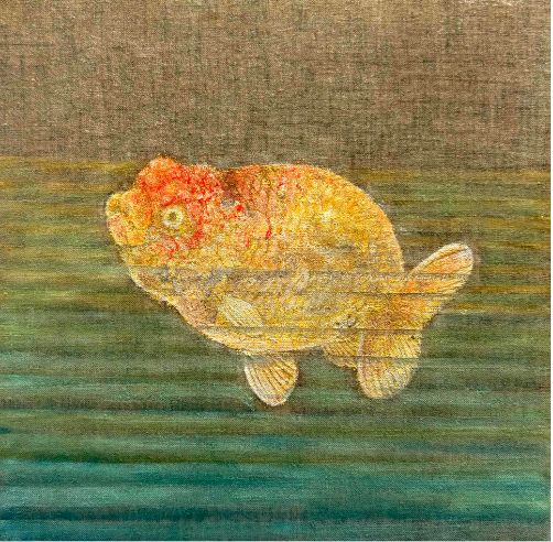 「金魚」張媛媛