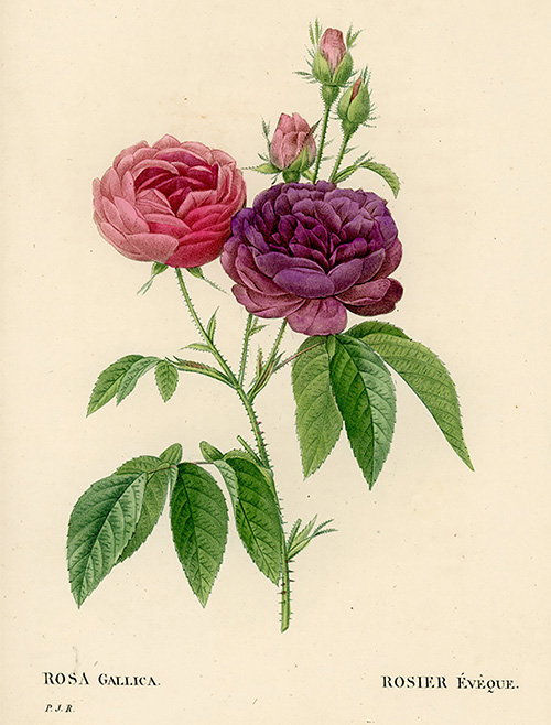 メゾンプリュスレコメンド】ヴィンテージ版画展 ～アールヌーボー