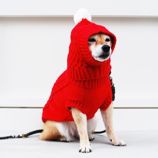 〈Paddy by WAFONA | パディ バイ ワフォナ〉