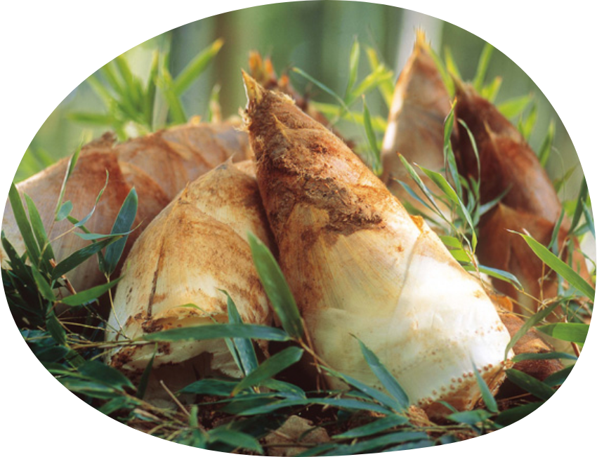 〈神﨑屋〉春の味覚 特別販売 筍ごはん(1折)