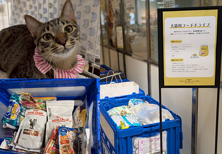 犬・猫フードドライブ、猫の譲渡会 
