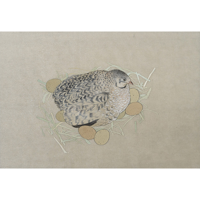 中田日菜子『姫うずら』