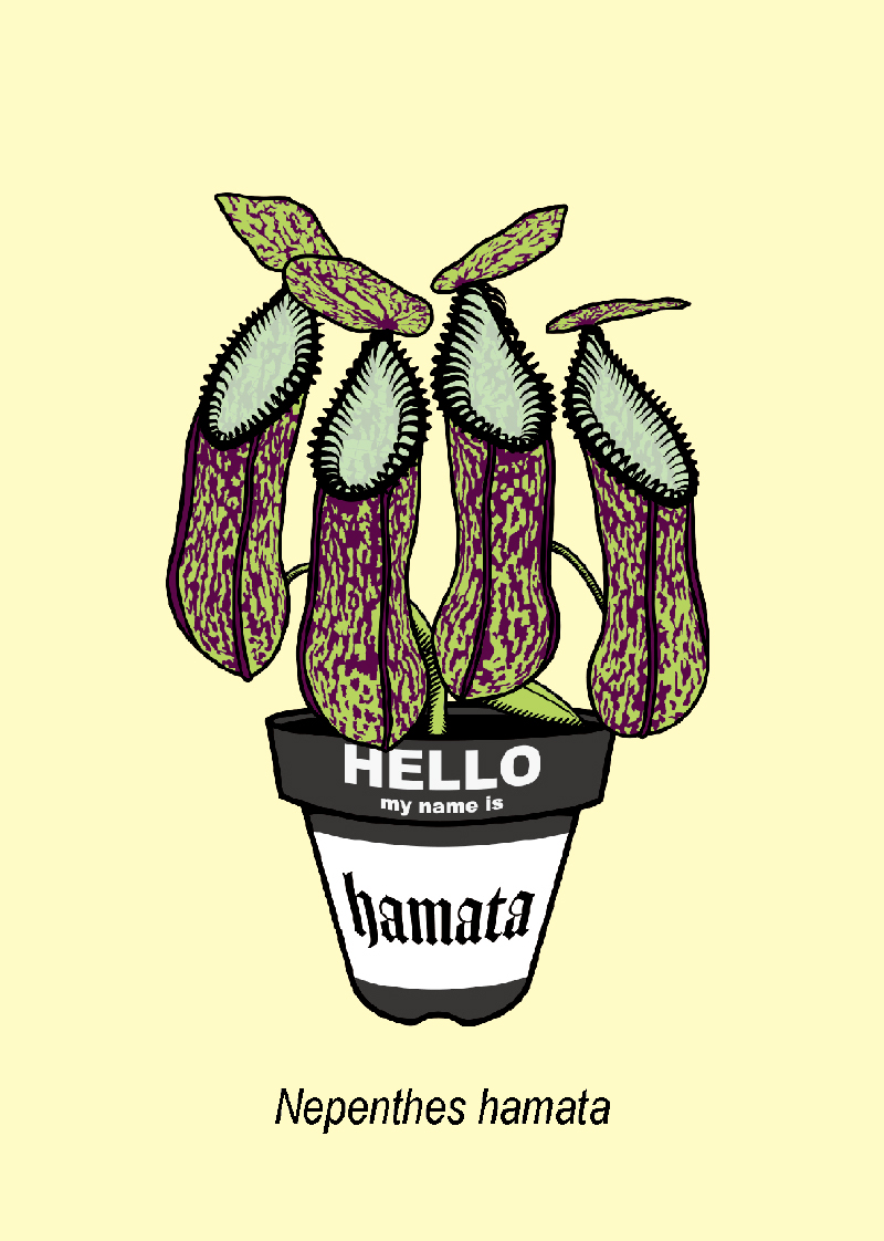 ギルビ「Nepenthes hamata」