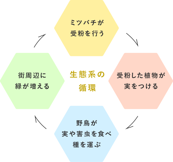 生態系の循環 ミツバチが受粉を行う→受粉した植物が実をつける→野鳥が実や害虫を食べ種を運ぶ→街周辺に緑が増える→ミツバチが〜