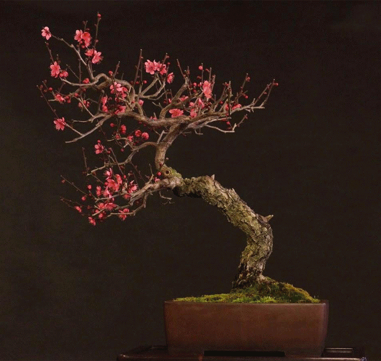 〈盆栽 清香園〉5代続く老舗 清香園が手がける伝統盆栽