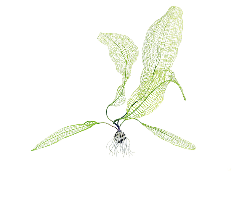 「Aponogeton madagascariensis」
