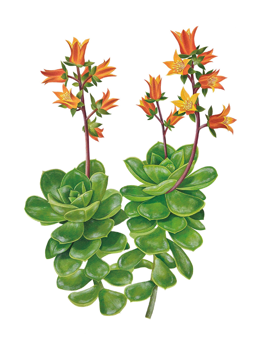 「Echeveria 'Nicksana&rsquo;」