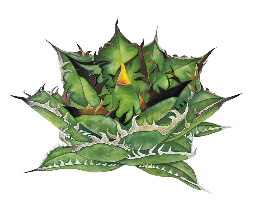 「Agave titanota