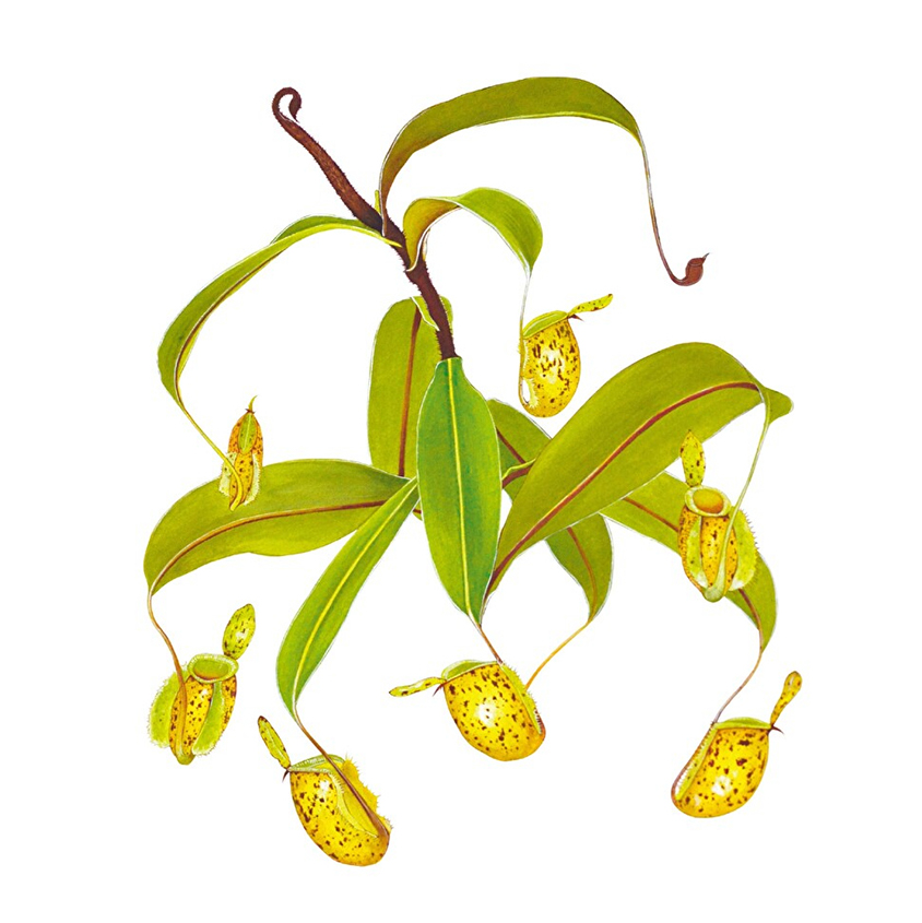 「Nepenthes ampullaria」