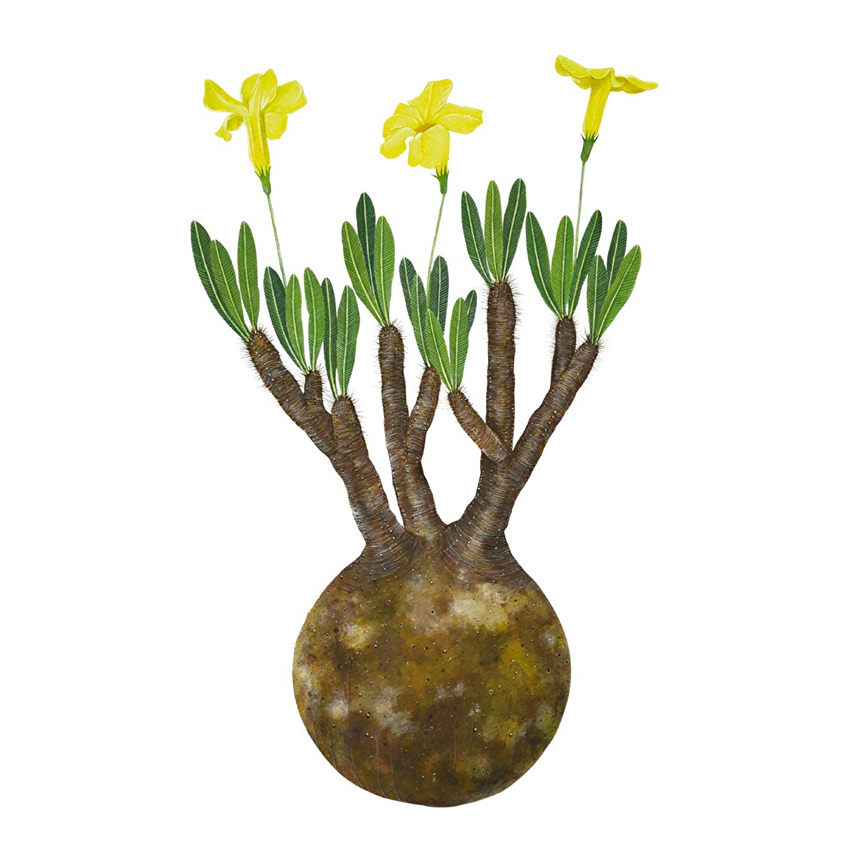 「Pachypodium rosulatum var. gracilius」