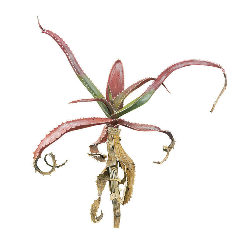 「Aloe cyrtophylla」
