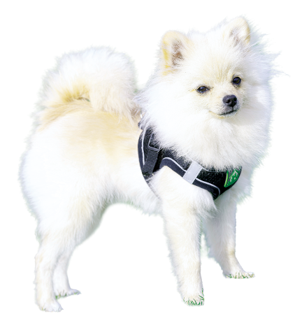 犬