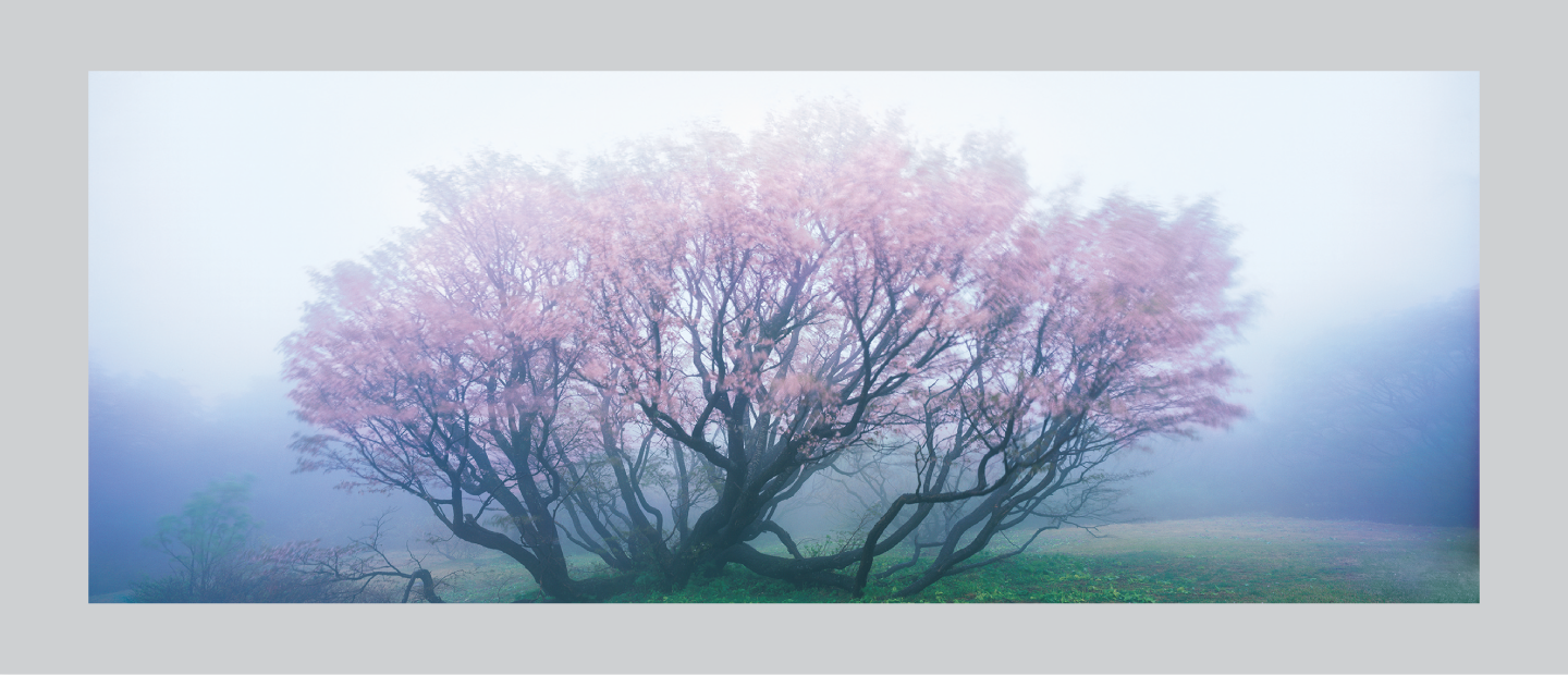 「妖艶千竜桜」