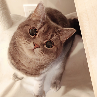 6代目にゃんバサダー