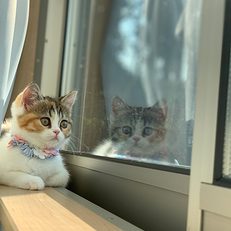 第2回 だいにゃる猫の写真展 大丸東京店 第2回 だいにゃる猫の写真展 大丸東京店