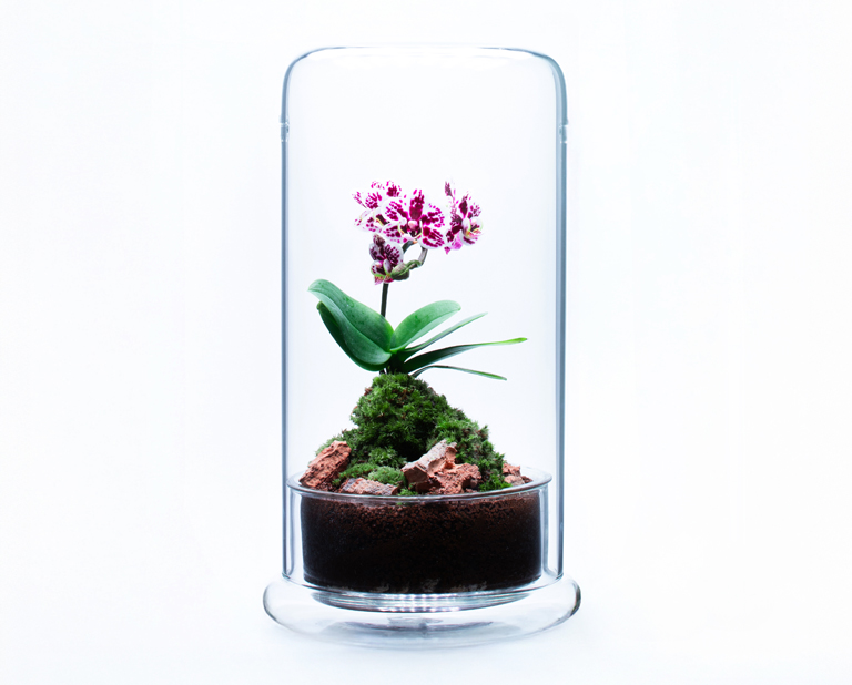 10階〈ADA LAB TOKYO〉マイクロ胡蝶蘭のレディメイド