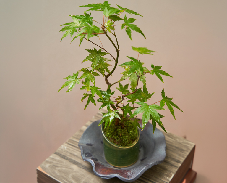 10階〈清香園〉モミジ盆栽