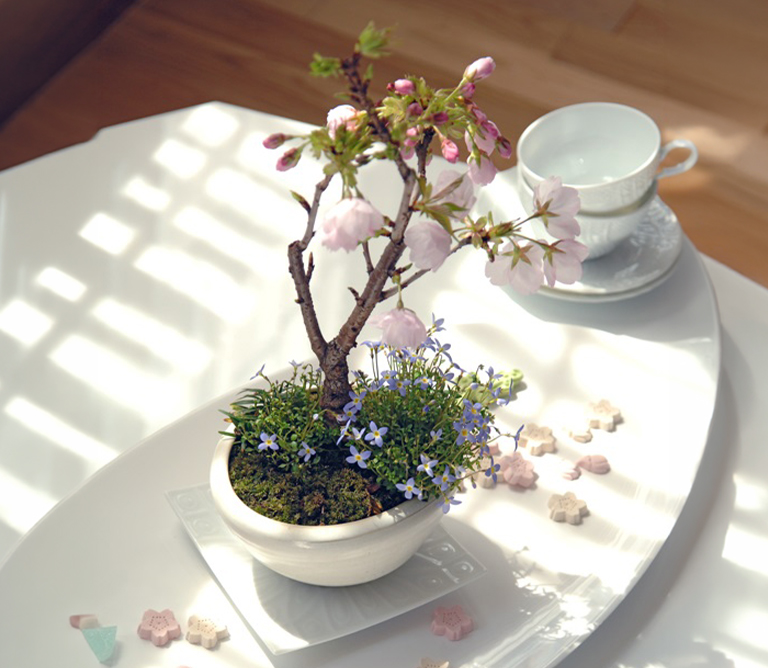 〈清香園〉旭山桜の盆栽