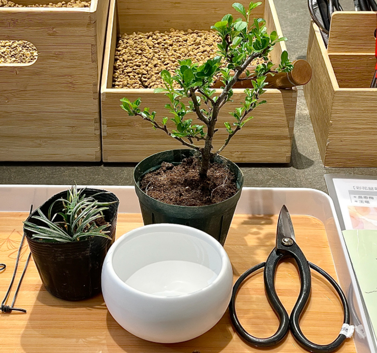 〈盆栽 清香園〉賞