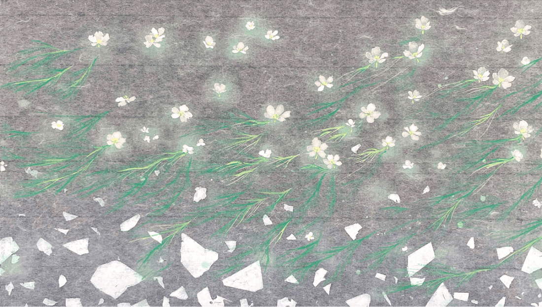 梅花藻