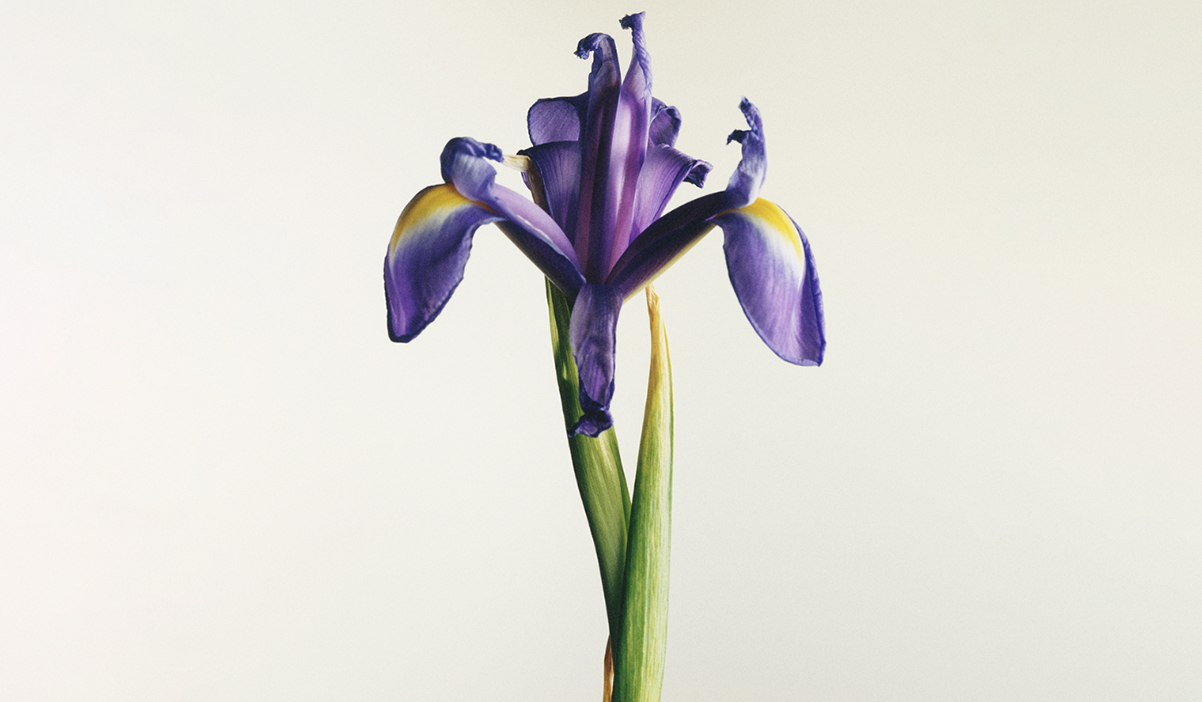 〈サンタ・マリア・ノヴェッラ〉期間限定ショップ