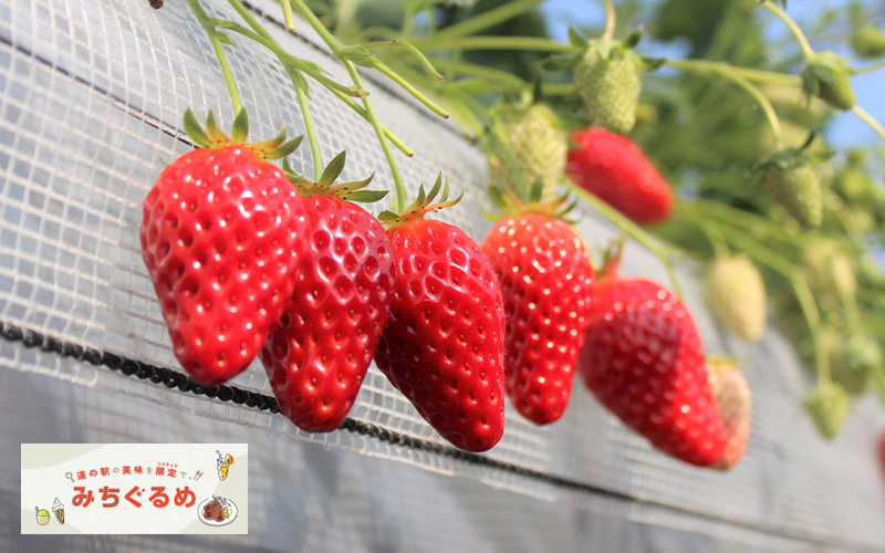 〈丹後王国 食のみやこ〉メイン1