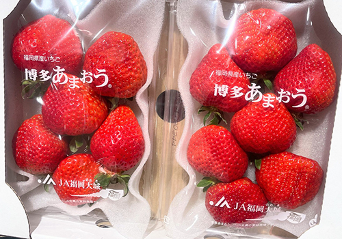 〈フレッシュワン〉