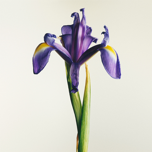 〈サンタ・マリア・ノヴェッラ〉期間限定ショップ