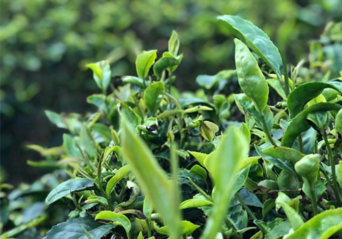 茶畑の写真