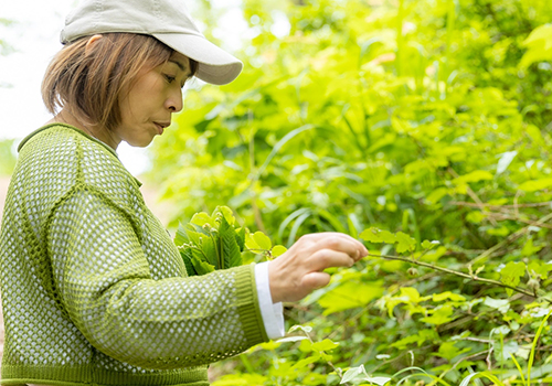 森林浴茶の素材いろいろと三木さん