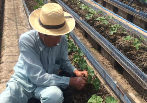 茨城時代の農作業