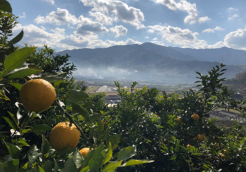 ジャバラ山風景2021