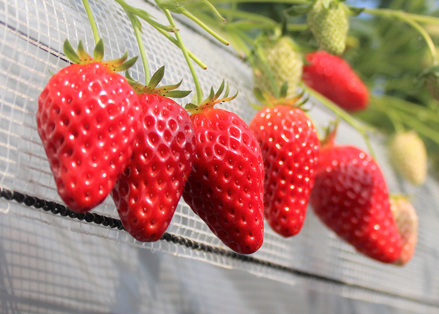 丹後王国 食のみやこ